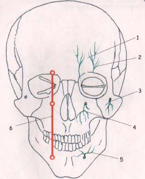 Нервы лицевого черепа. Топография ветвей тройничного нерва. Подглазничный нерв топография. Топография тройничного нерва проекция. Проекция надглазничного нерва.